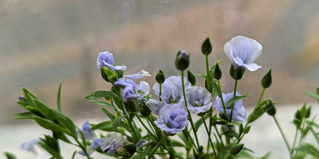 Природа на подоконнике: продолжение