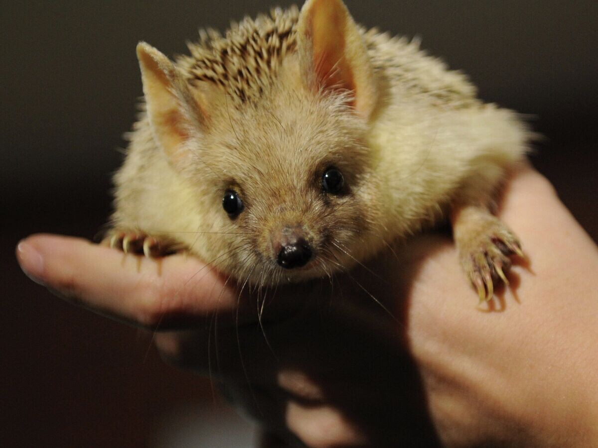   Животные предсказали погоду на весну в "День сурка" | © РИА Новости / Павел Лисицын