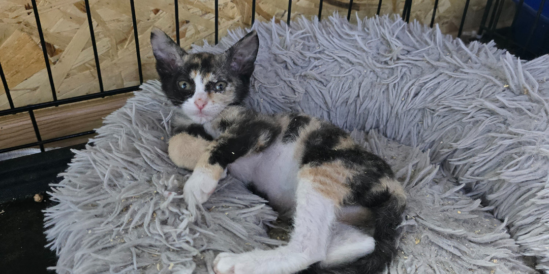 Талый снег хранит их запах