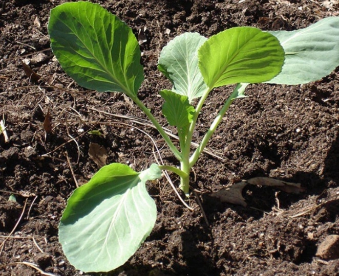 Первое правило рассады капусты: кто запомнит - всегда с урожаем. И еще 3 премудрости для крепкой и сильной рассады