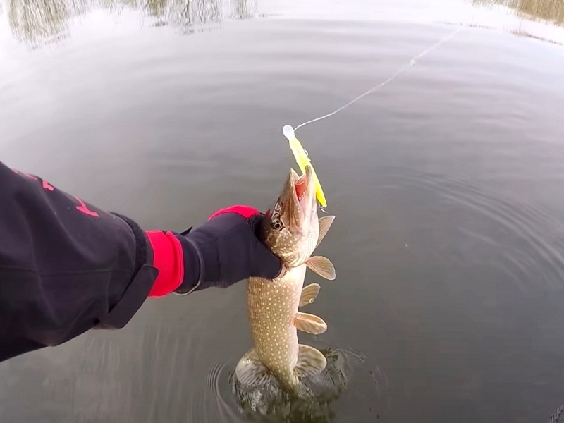 На воблер весной