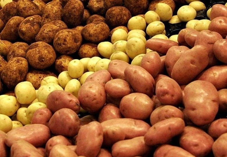 Яровизация картофеля: что это, зачем она нужна и как её правильно проводить