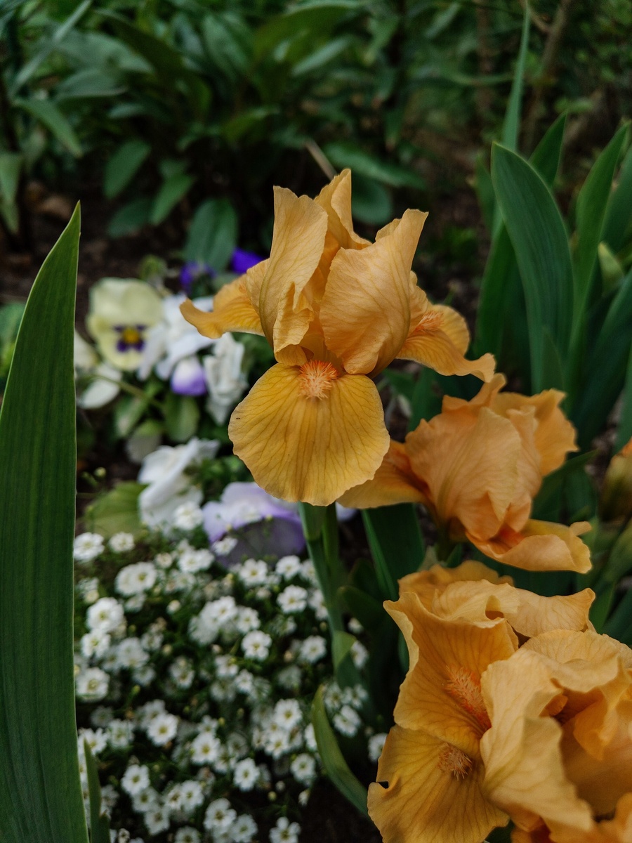 Ирисы. Фотография, которая послужила референсом для рисунка.