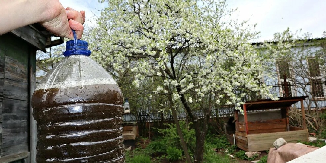 Чем подкормить вишню сливу перед цветением для большого урожая?