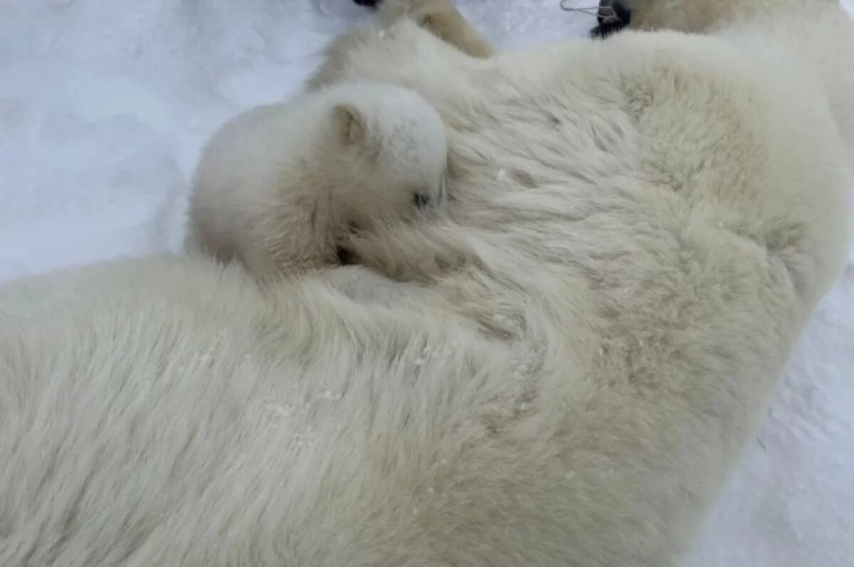    В Якутии белой медведице удалось надеть ошейник со спутниковым передатчиком