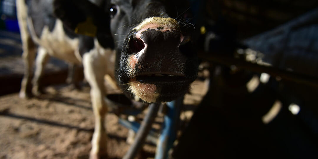 Поголовье КРС в Новосибирской области сократилось на 10% по итогам двух месяцев