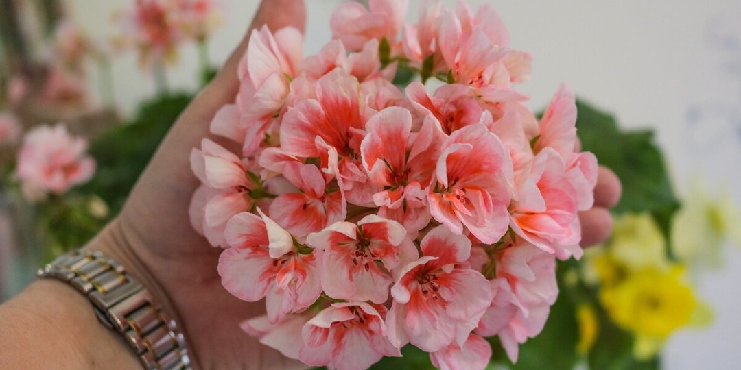 Апрельский чек-лист: сделайте это с пеларгонией до 20 числа — и она утонет в цветах