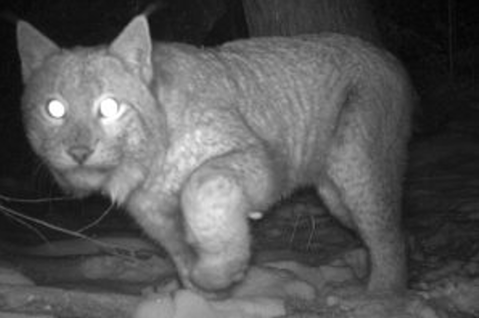     Фотоловушка сняла прогулку грациозной рыси в Саяно-Шушенском заповеднике