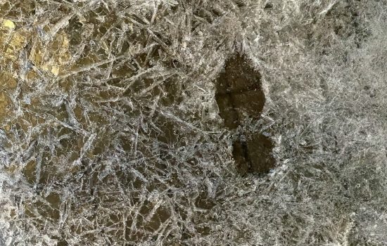    ИА "Орелград"