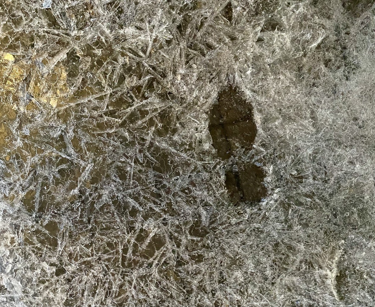    ИА “Орелград”