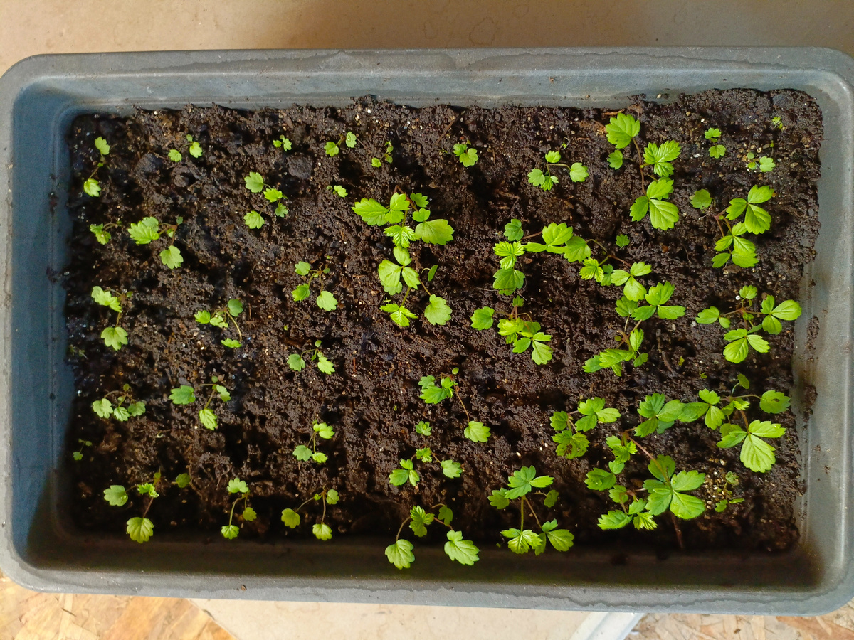 Земляника "Александрина"