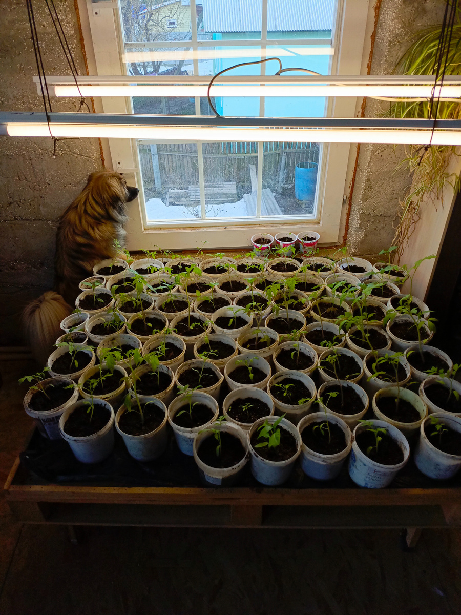 Маленькая помощница