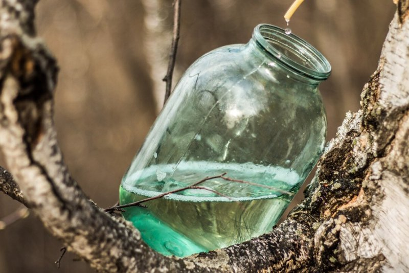      Каен суы сихәт бирә