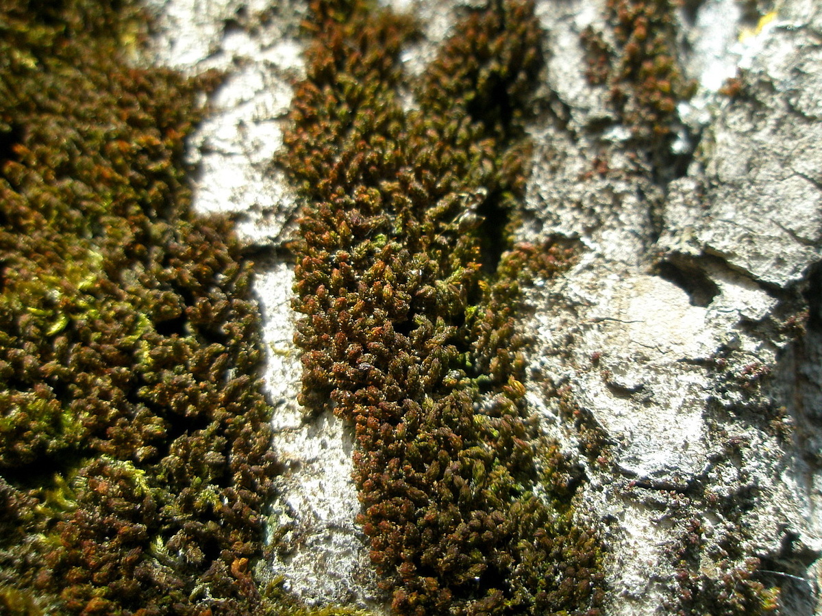 Фото №1: Мох в ожидании тепла и влаги