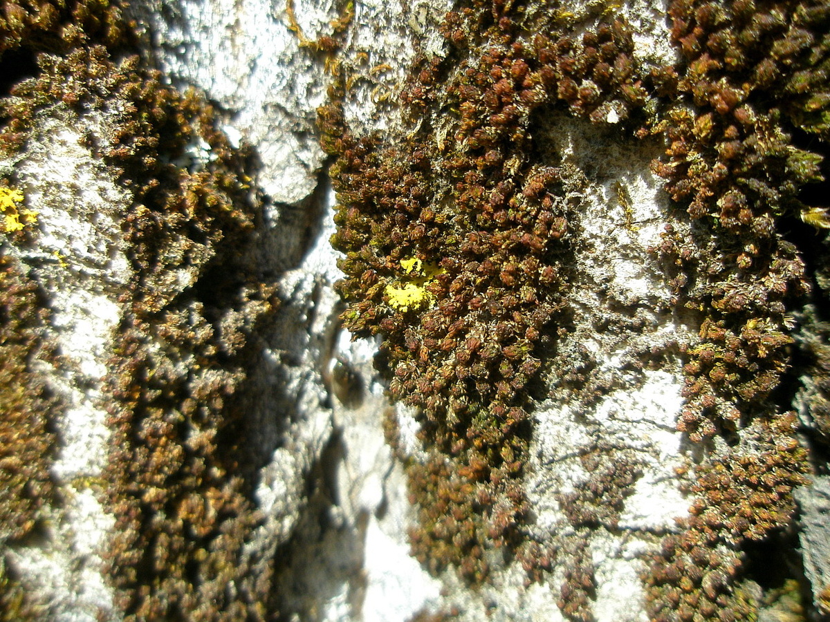 Фото №2: Ещё один фрагмент коры, покрытой мхом