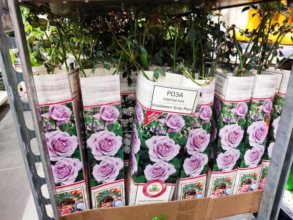 Шансы у этих роз уже 50/50. Это 100 % косяк магазина, не производителя. 