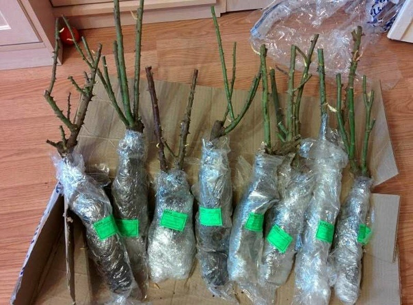 Вот так должны выглядеть веточки роз. Максимум с проросшими почками. Фото взято с просторов интернета