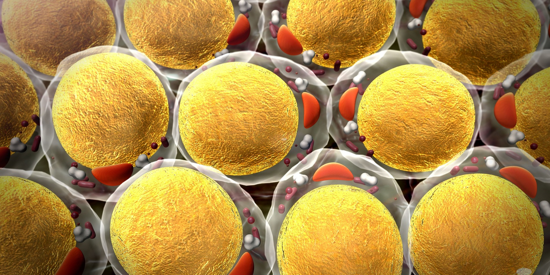 Жир бессмертен! Или 10 занимательных фактов о жировых клетках.