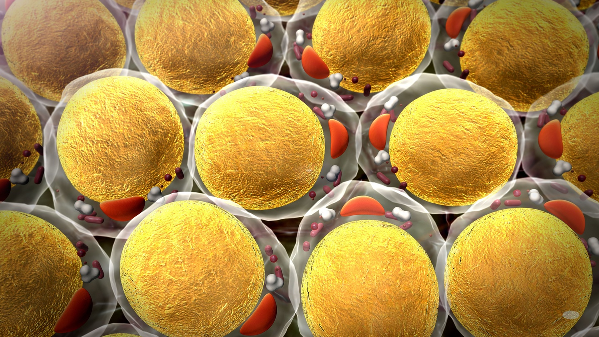 Жировые клетки под микроскопом