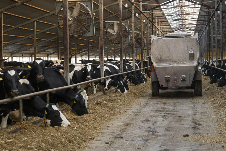   В первые два месяца 2026 года в республике на 5,4% вырос объем производства молока.   
Фото: «БИЗНЕС Online»