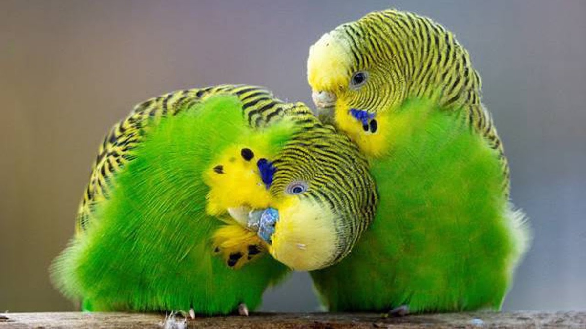 Сладкая парочка - они нашли друг друга