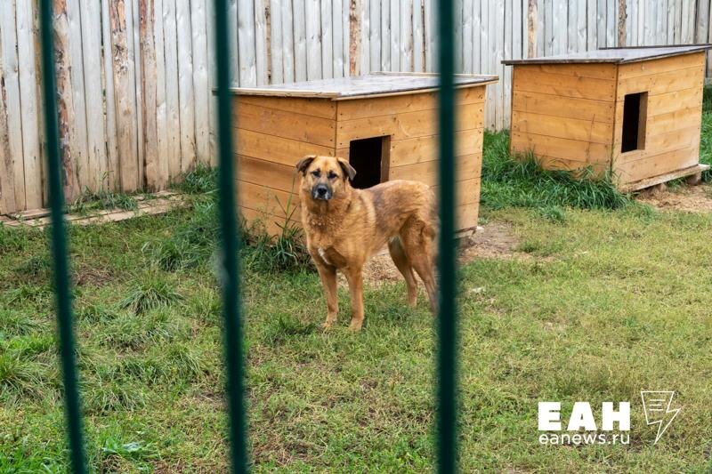    ЕАН. Собака в приюте