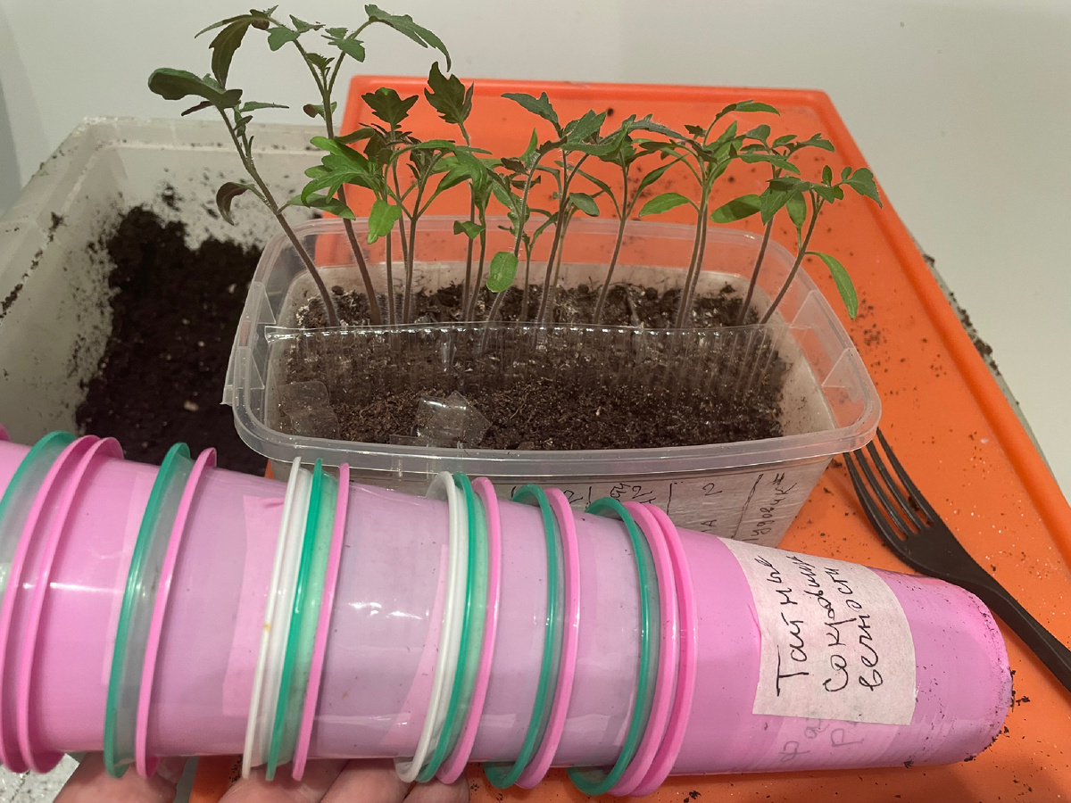 Фото автора. 05.04.2026