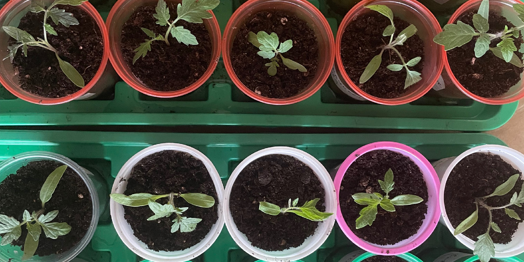 07.04.2026 Томаты после пикировки.