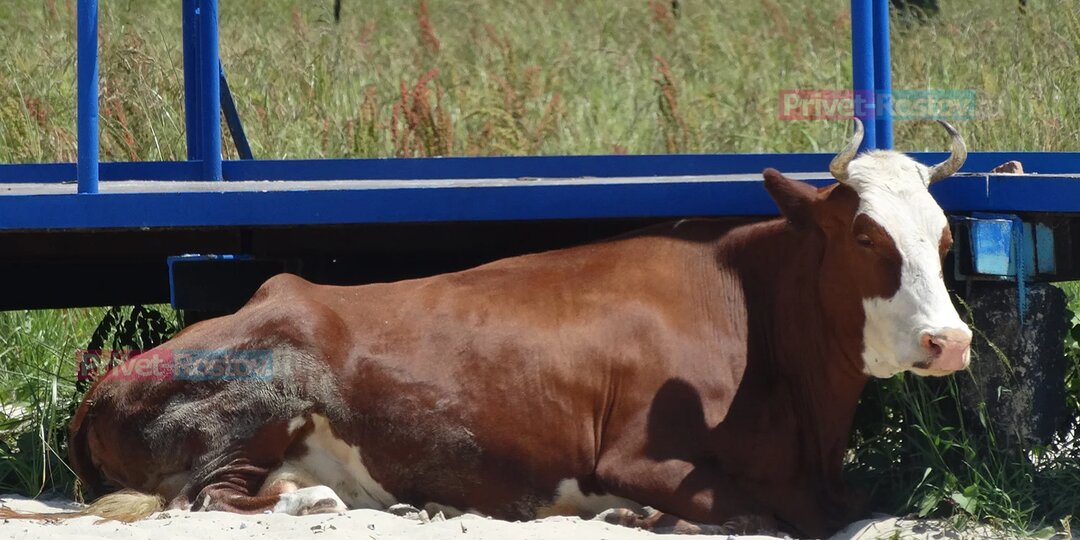 В Ростовской области начали массово уничтожать скот из-за угрозы ящура