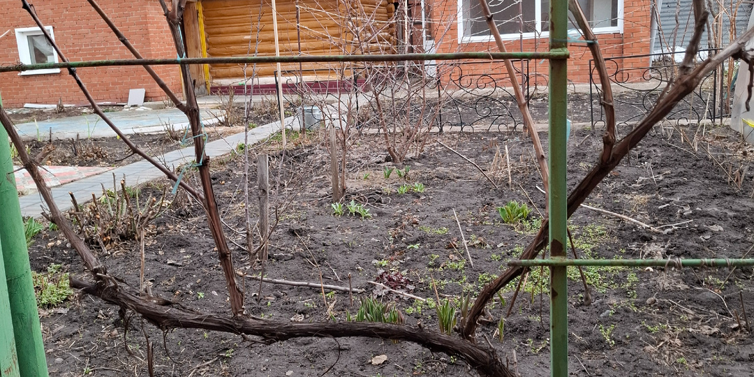 Питание контролирую,черенкую цветы