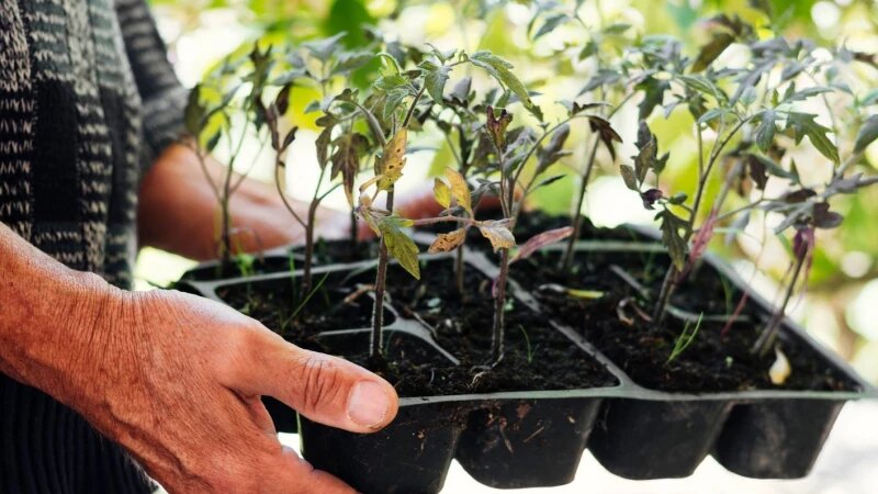     Рассада. freepik.com/freepik.