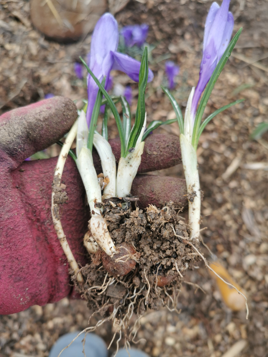 Выбираем то, что проще выбрать и пересаживаем