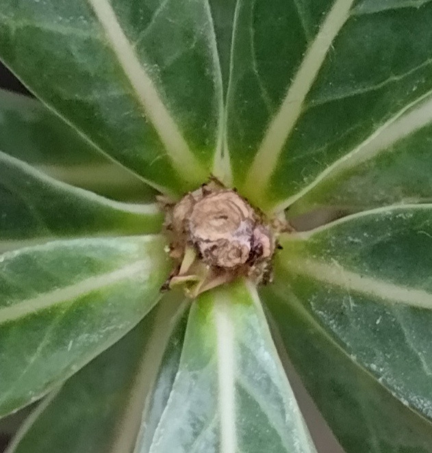 Зимняя "заглушка"