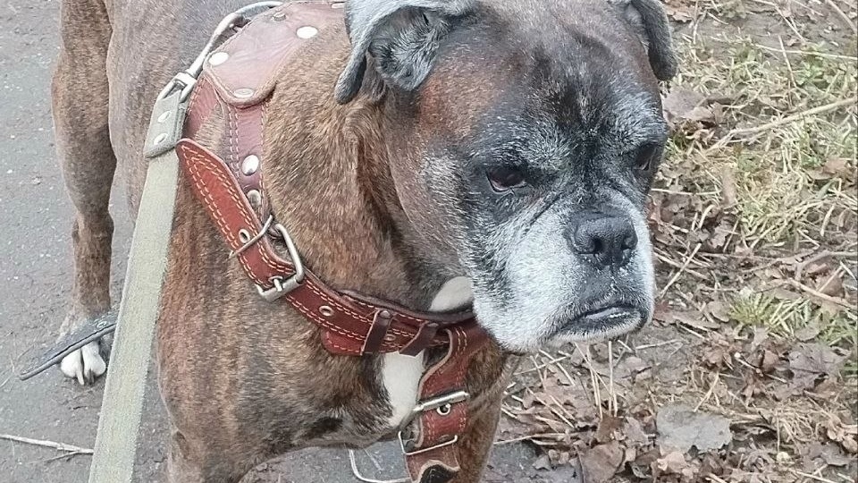 Именник Честер отметил вчера 12-летие,очень весел и бодр