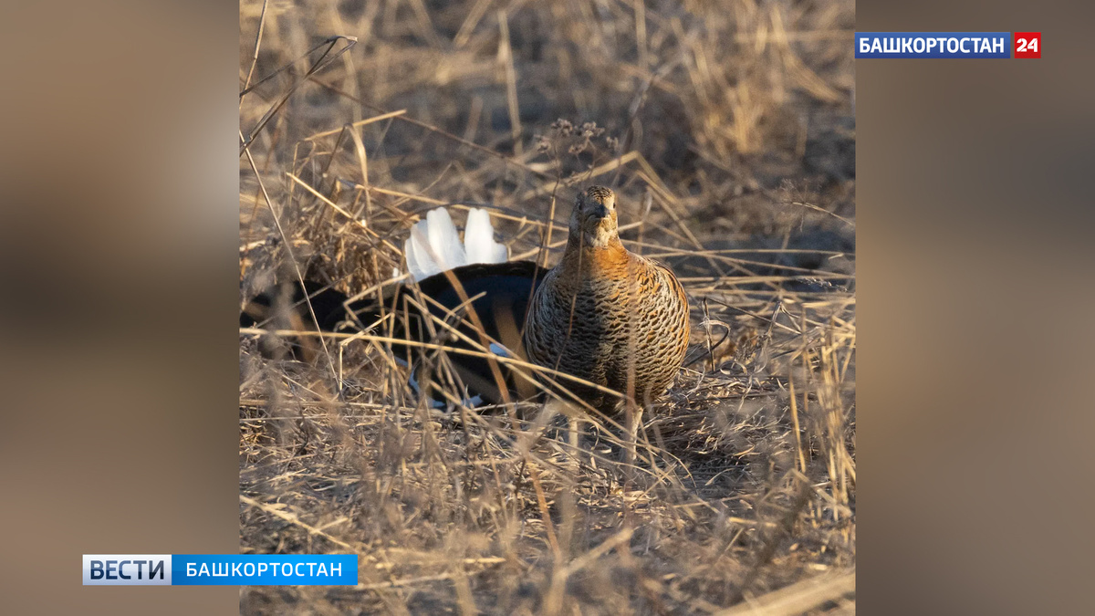    Брачные игры тетеревов сняли в национальном парке «Башкирия»