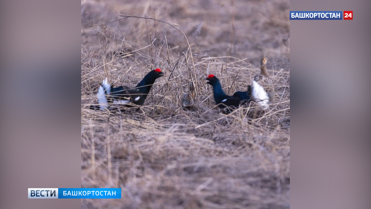    Брачные игры тетеревов сняли в национальном парке «Башкирия»