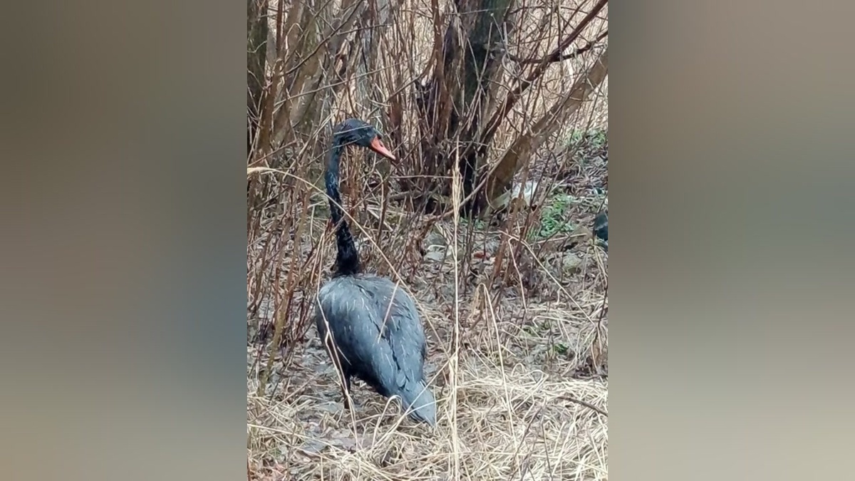    Перепачкался в нефти: «черного» лебедя ищут в Уфе