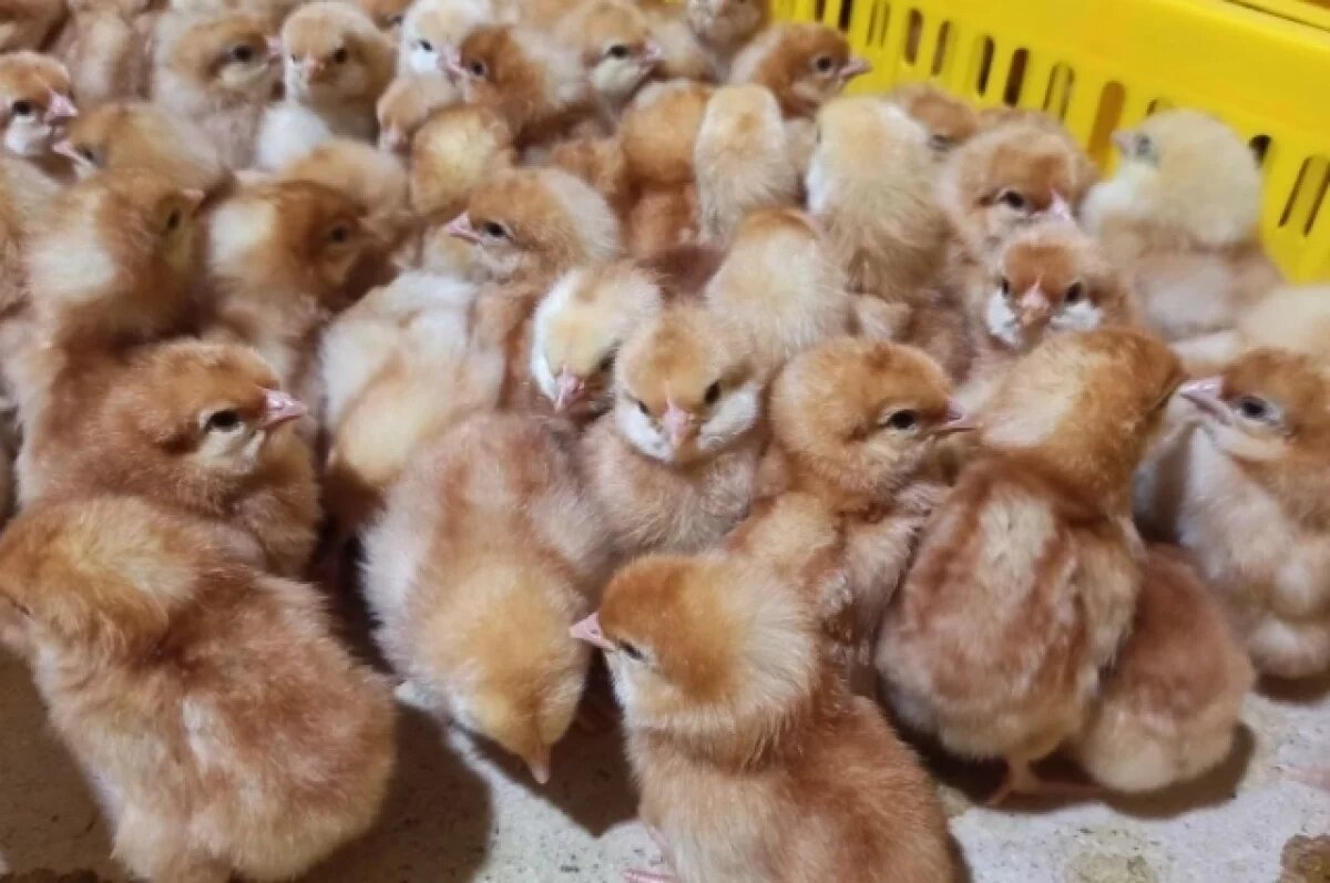    30 тысяч суточных цыплят отправили в Казахстан с Урала