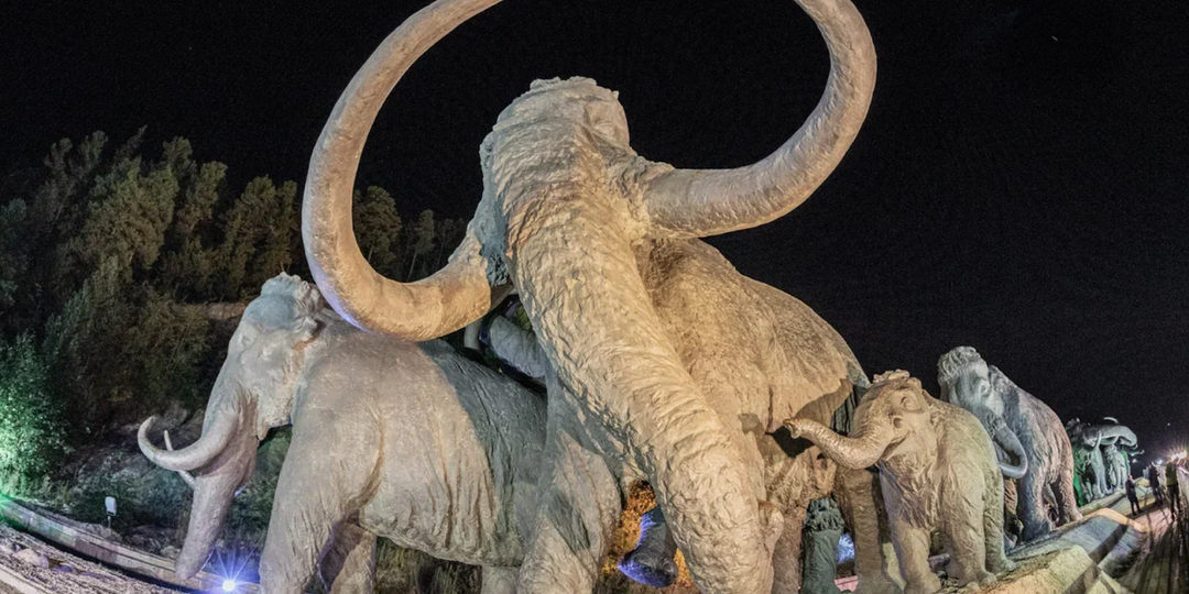 Подождите, здесь есть мамонты? 7 фактов о Ханты-Мансийске