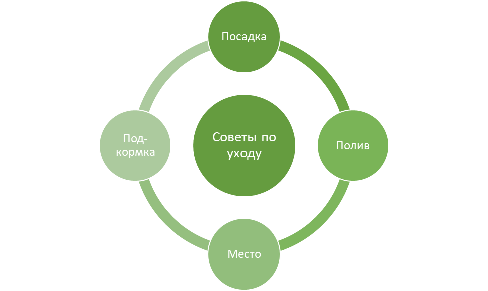 Советы по уходу за бархатцами сорта «Дюна»
