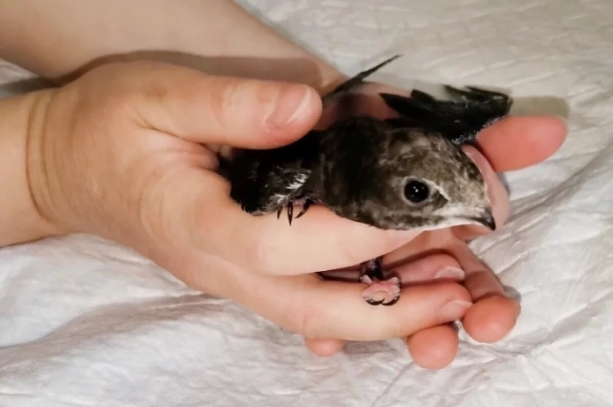    Стриж Пенка не может летать.