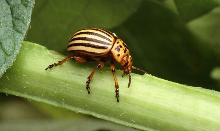    Фото: Scott Bauer, USDA ARS / Public Domain