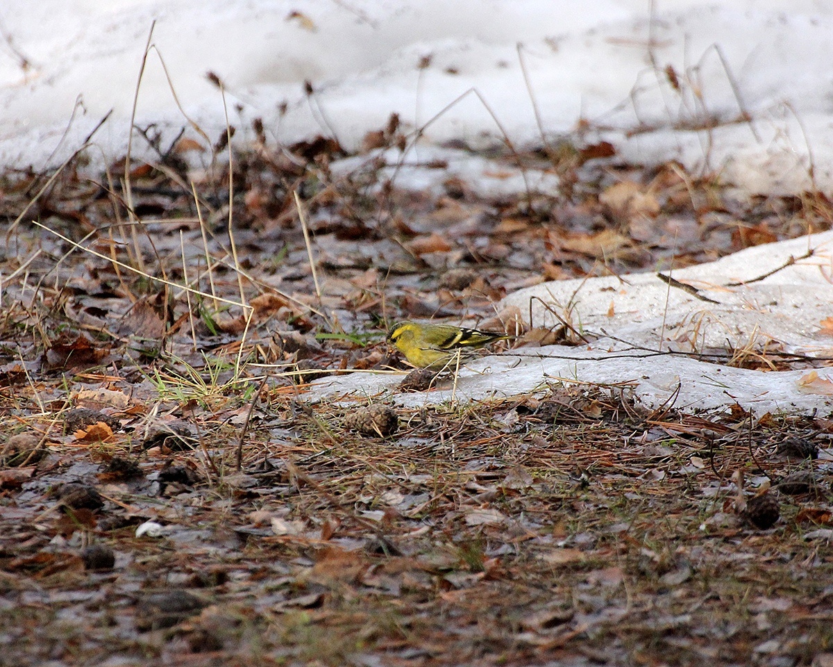 Чиж. Впервые встретился мне в этом году. В деревне их пока не слышно.
8.04.2019
