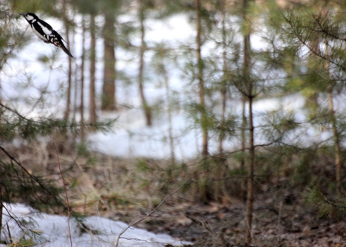 Успела поймать дятла) Недаром же я фотоохочусь!😂😂😂 8.04.2019
