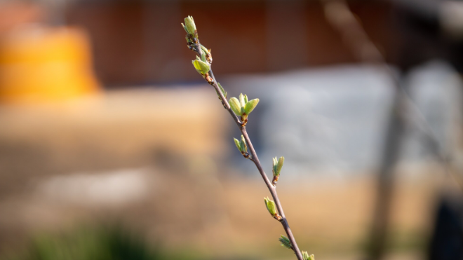 Фото: https://ru.freepik.com/free-photo/soft-focus-stem-plant-with-shoots_10606425.htm#