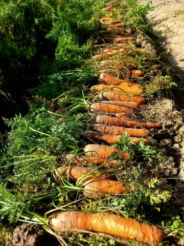 Морковь как мед? Рассказываю про то, как её выращивали в СССР: от «кисельного» посева до защиты от мухи без химии.