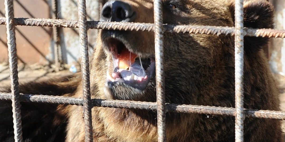 Хозяин пропал на СВО: в Челябинской области погибает медведь Степан. Фото