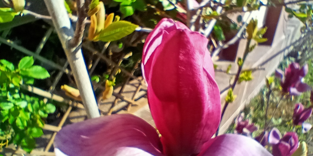 Вчера купила на Озоне два клематиса