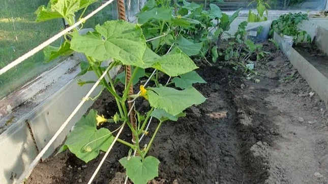 Подвязанные огурцы получают больше света и лучше плодоносят