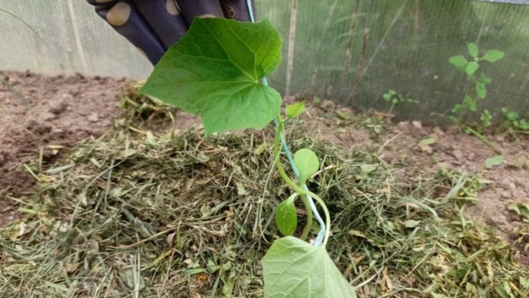 Палочка с верёвкой в лунке — верёвка не вылезет даже при сильном натяжении